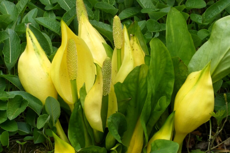 Plant garden flowers