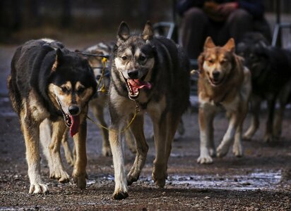 Dogsled teamwork winter