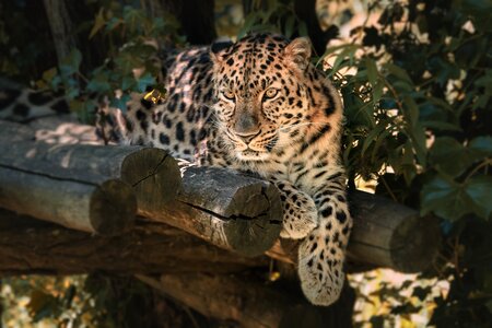 Wild leopard feline photo