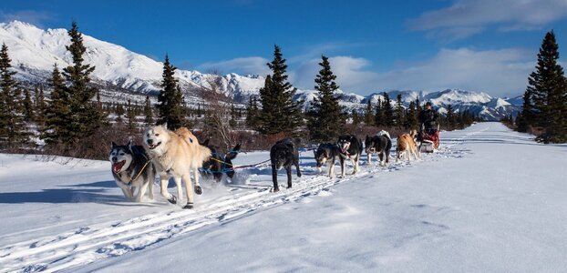 Dogsled teamwork winter photo