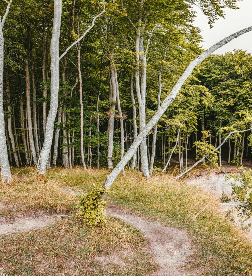 Nature tree landscape