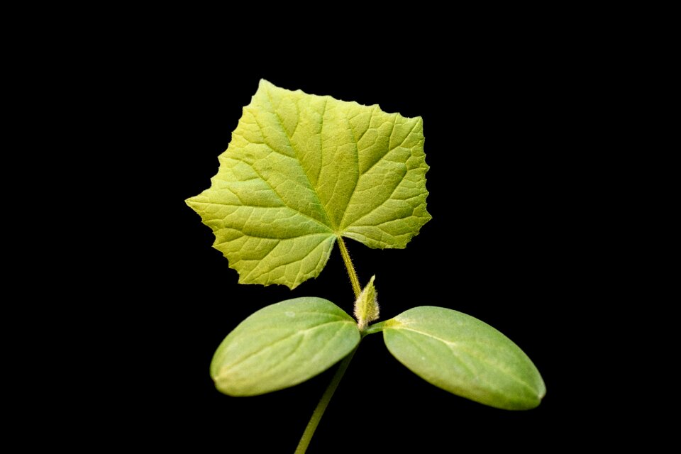 Macro foliage botanica