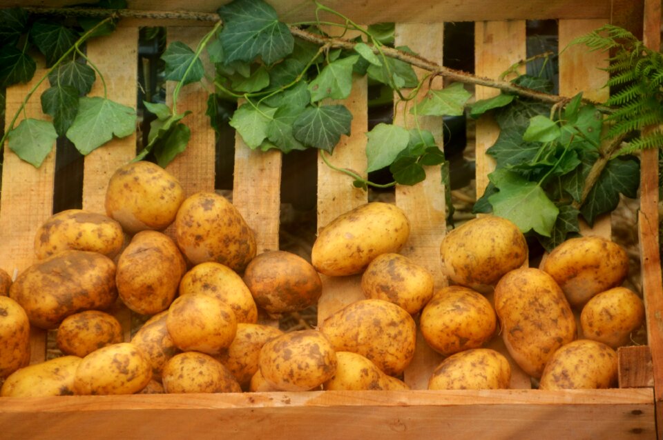 Field farm power