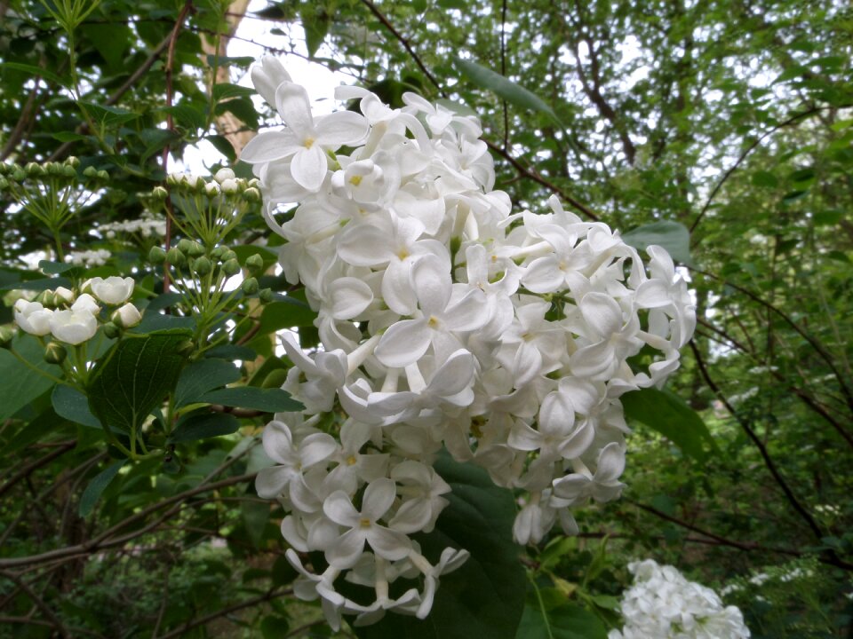 Flower leaf flowers