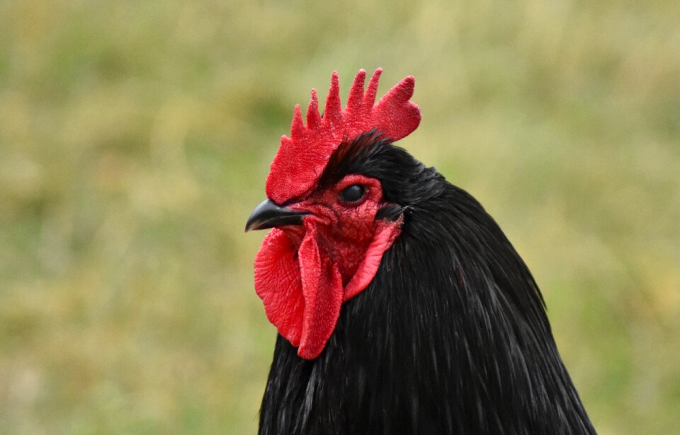 Bird cockerel domestic photo