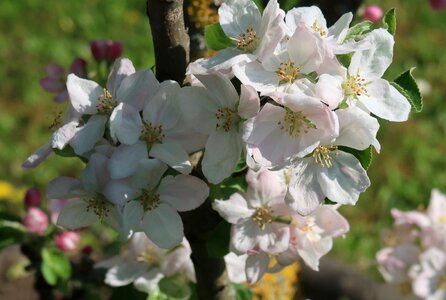 Garden flowers apple blossom photo