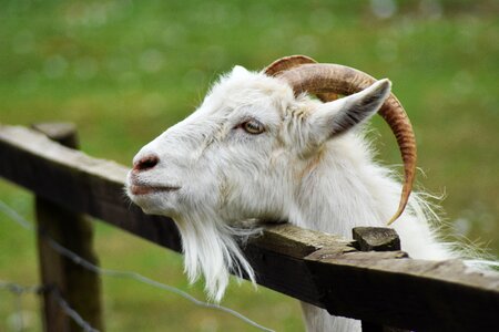 Buck cage cute
