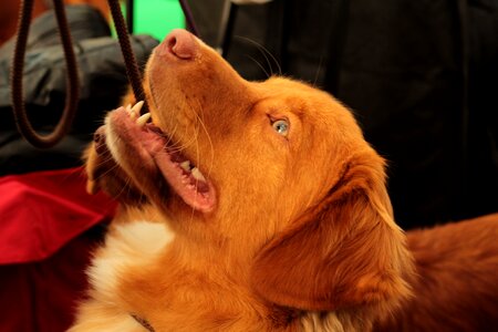 Attentive face dog-photography