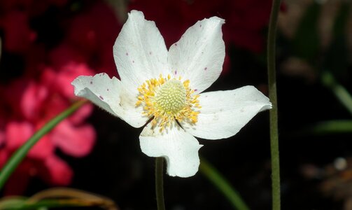 Nature garden closeup