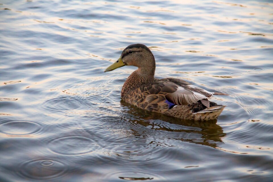 Duck lake nature