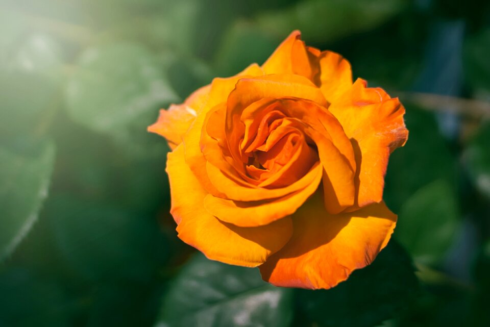 Petal leaf rose