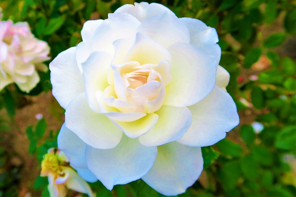 Flower plant nature
