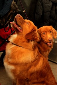 Attentive face dog-photography