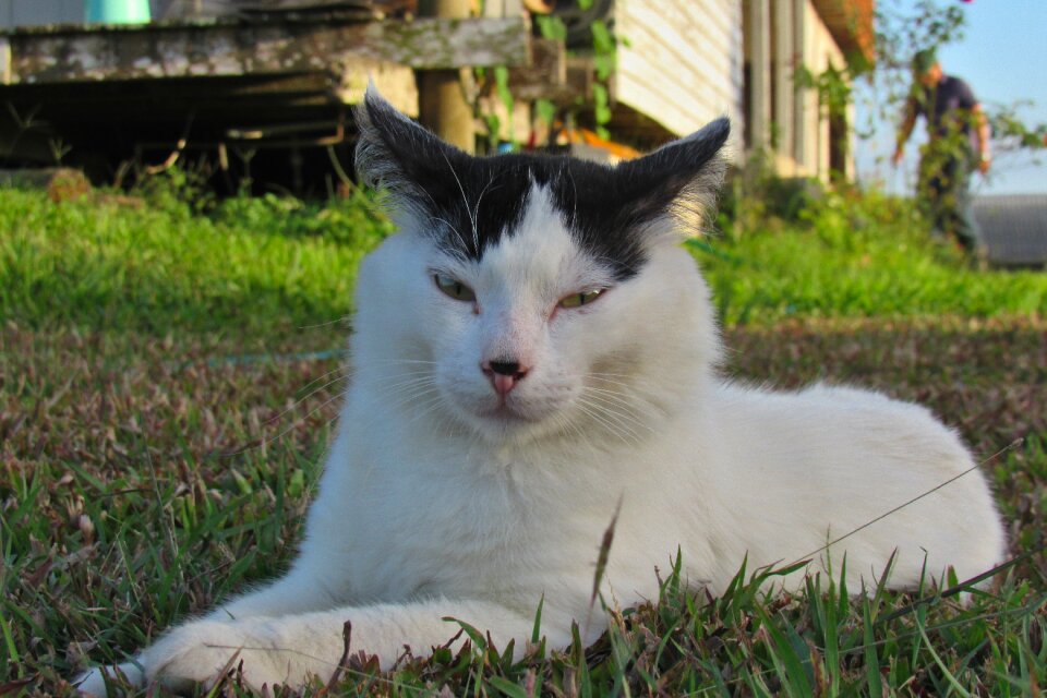 Feline fur hair