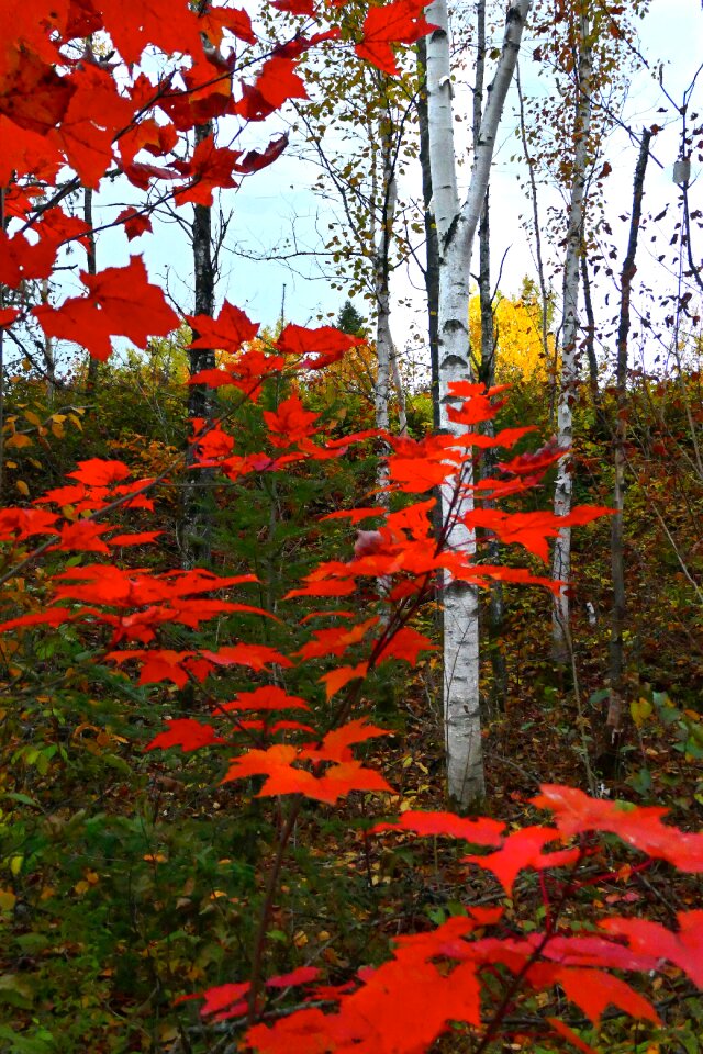 Colorful colors forest