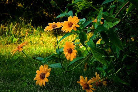 Flowers the beauty of nature romantic