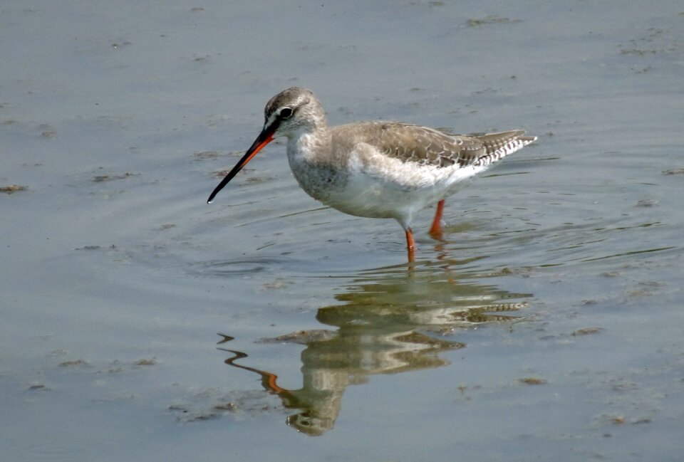 Tringa erythropus eurasian wader scolopacidae