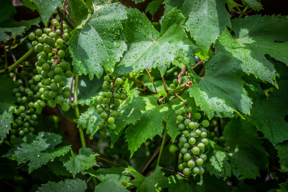 Drops the grapes grapes