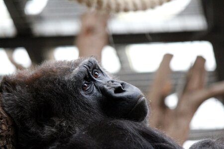 Animal london zoo portrait