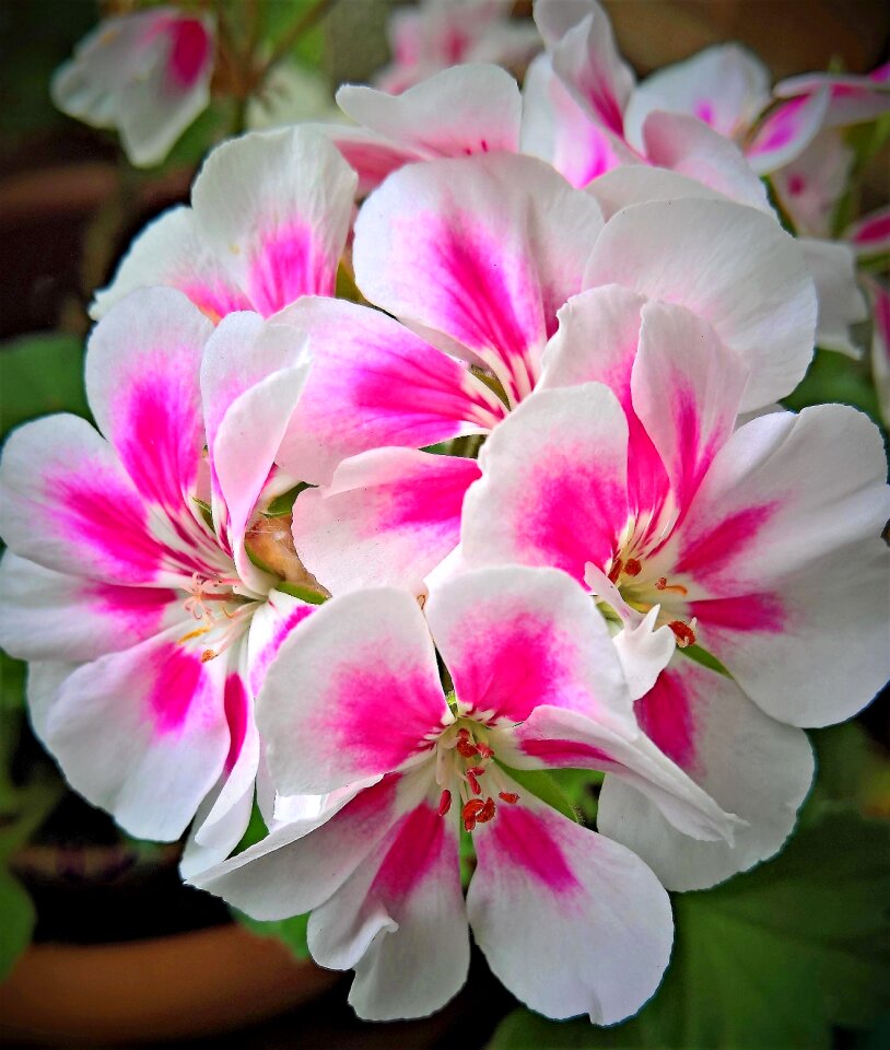 Garden flower umbel red white flowers