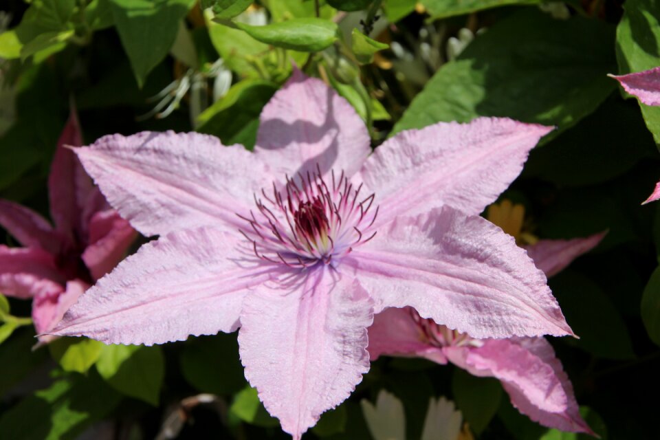 Creeper rose petals flowering clematis