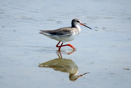 Tringa erythropus eurasian wader scolopacidae photo