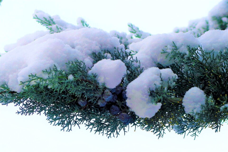 Cold branch pine photo