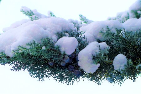 Cold branch pine