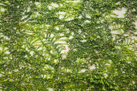 Plant pattern wall