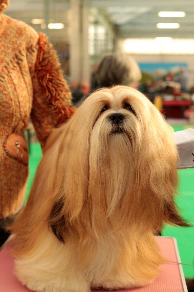 Remote access dog breed her