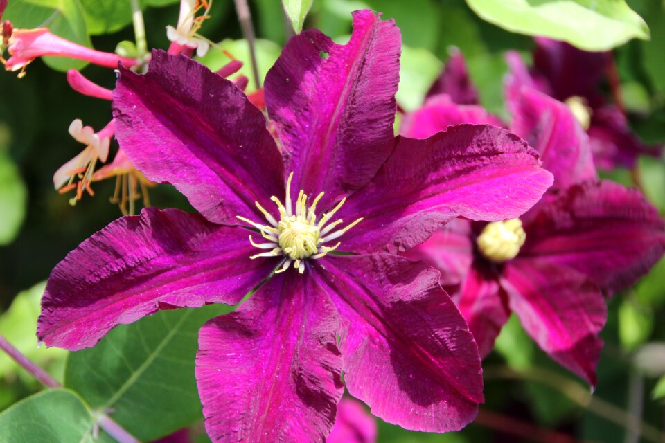 Creeper purple flower