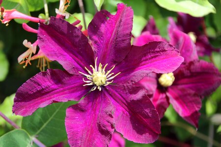 Creeper purple flower