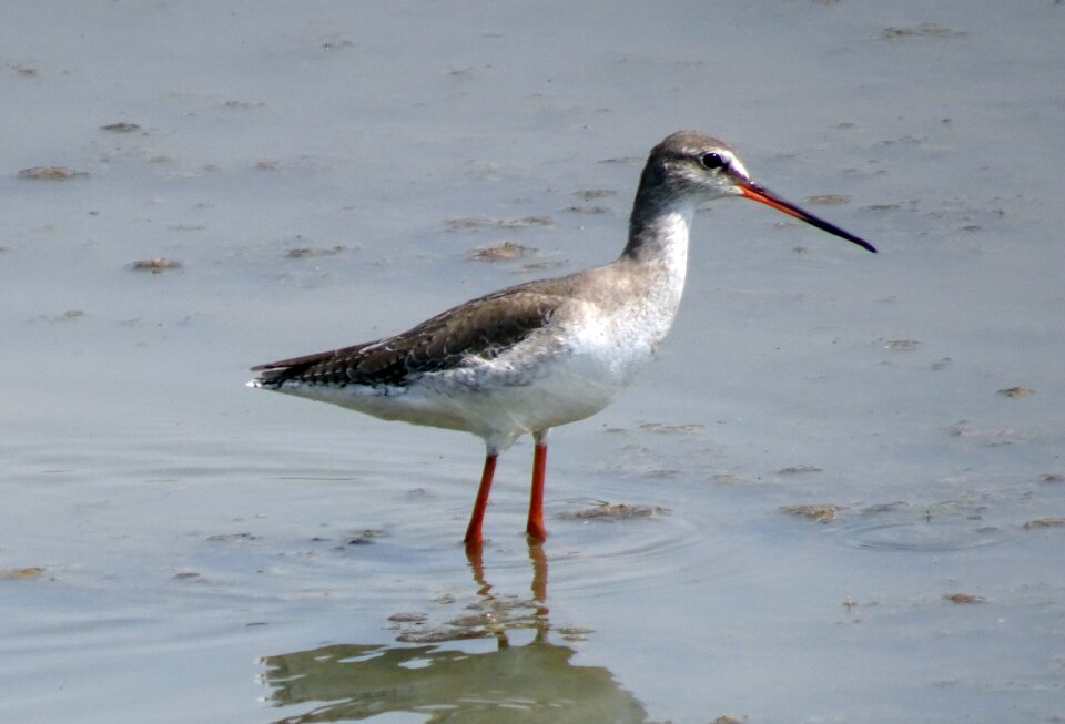 Tringa erythropus eurasian wader scolopacidae