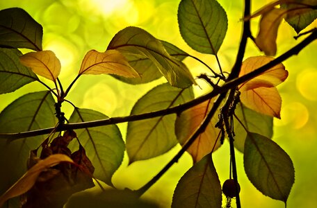 Crabapple autumn translucent photo