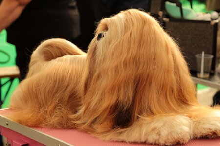 Remote access dog breed her
