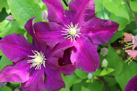 Creeper purple flowering