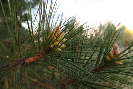Tree needle leaf nature