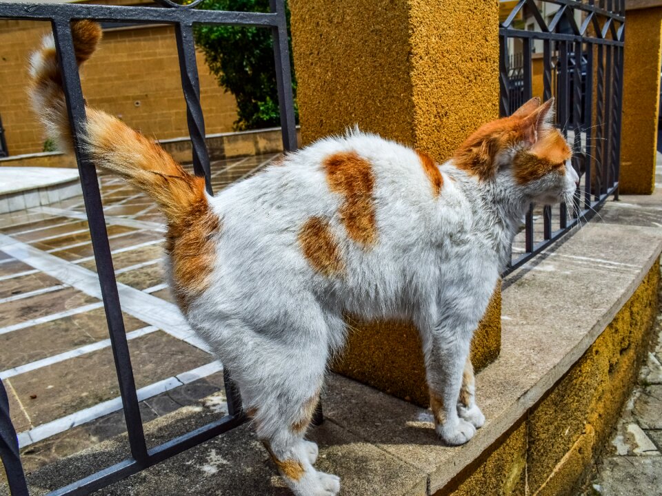 Street mammal animal