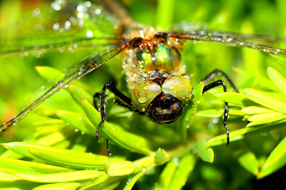 Dragonflies dragonfly greens nature