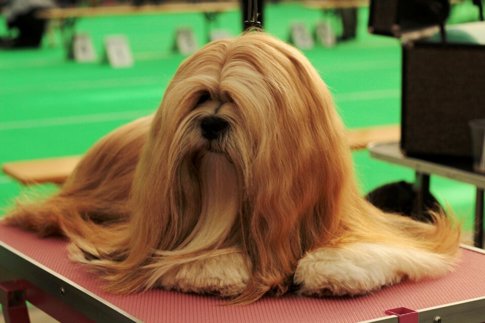 Remote access dog breed her
