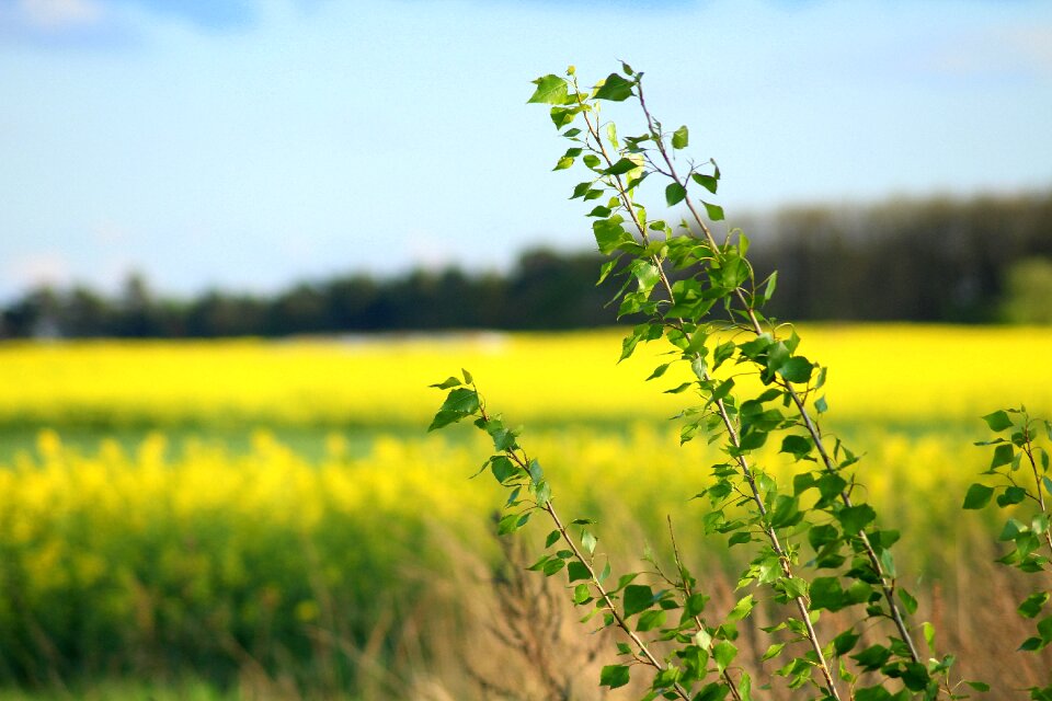 Landscape green nature