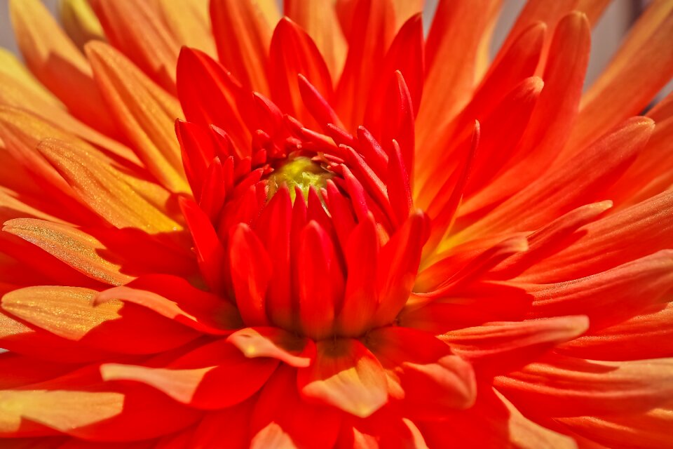 Bloom plant dahlia garden
