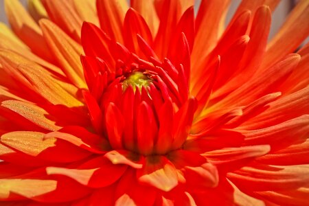 Bloom plant dahlia garden photo