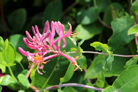 Creeper flowering climbing photo