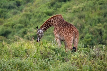 Giraffe eat tanzania