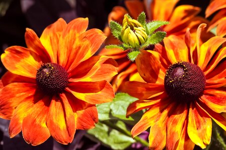 Bloom nature summer