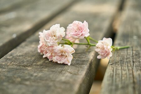 Pink love plant