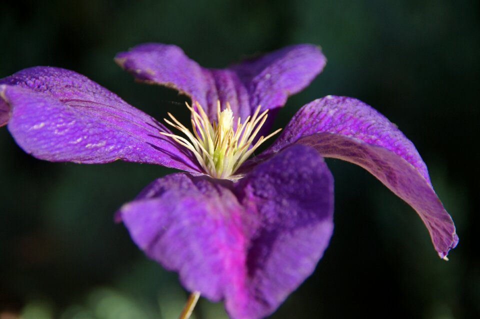 Flower deco iridaceae