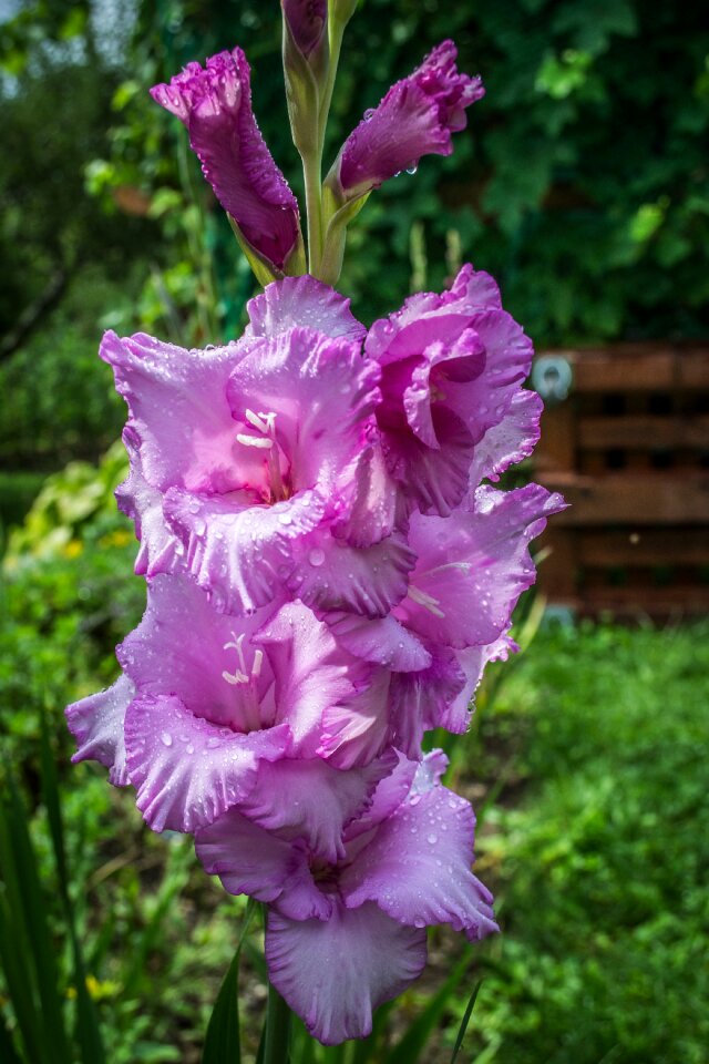 Drops purple flowers raindrop