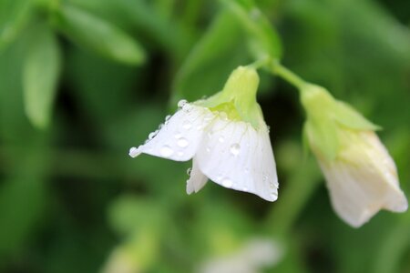 Flower flora background